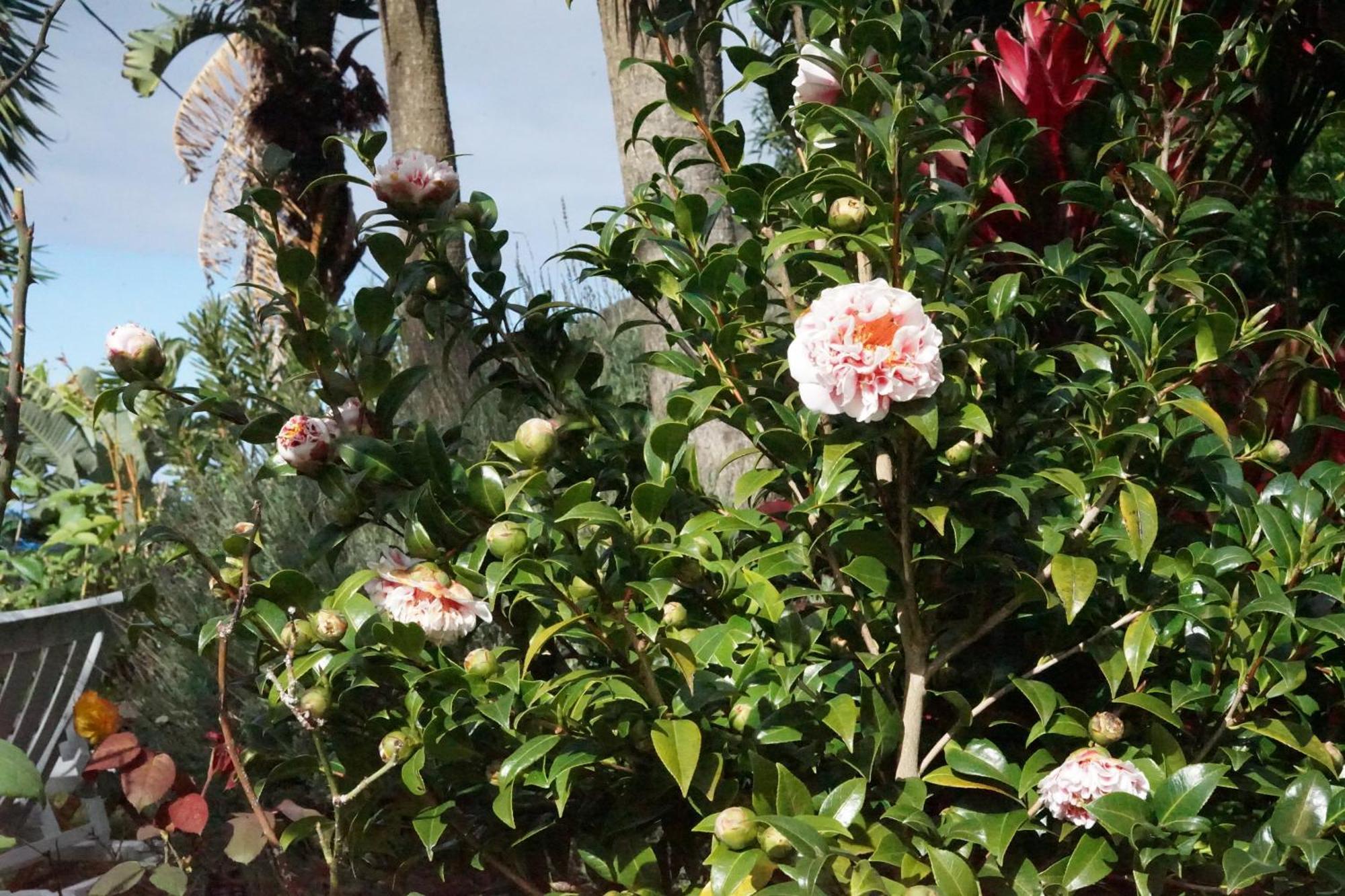 Bed and Breakfast maderedocevida Boaventura Exterior foto
