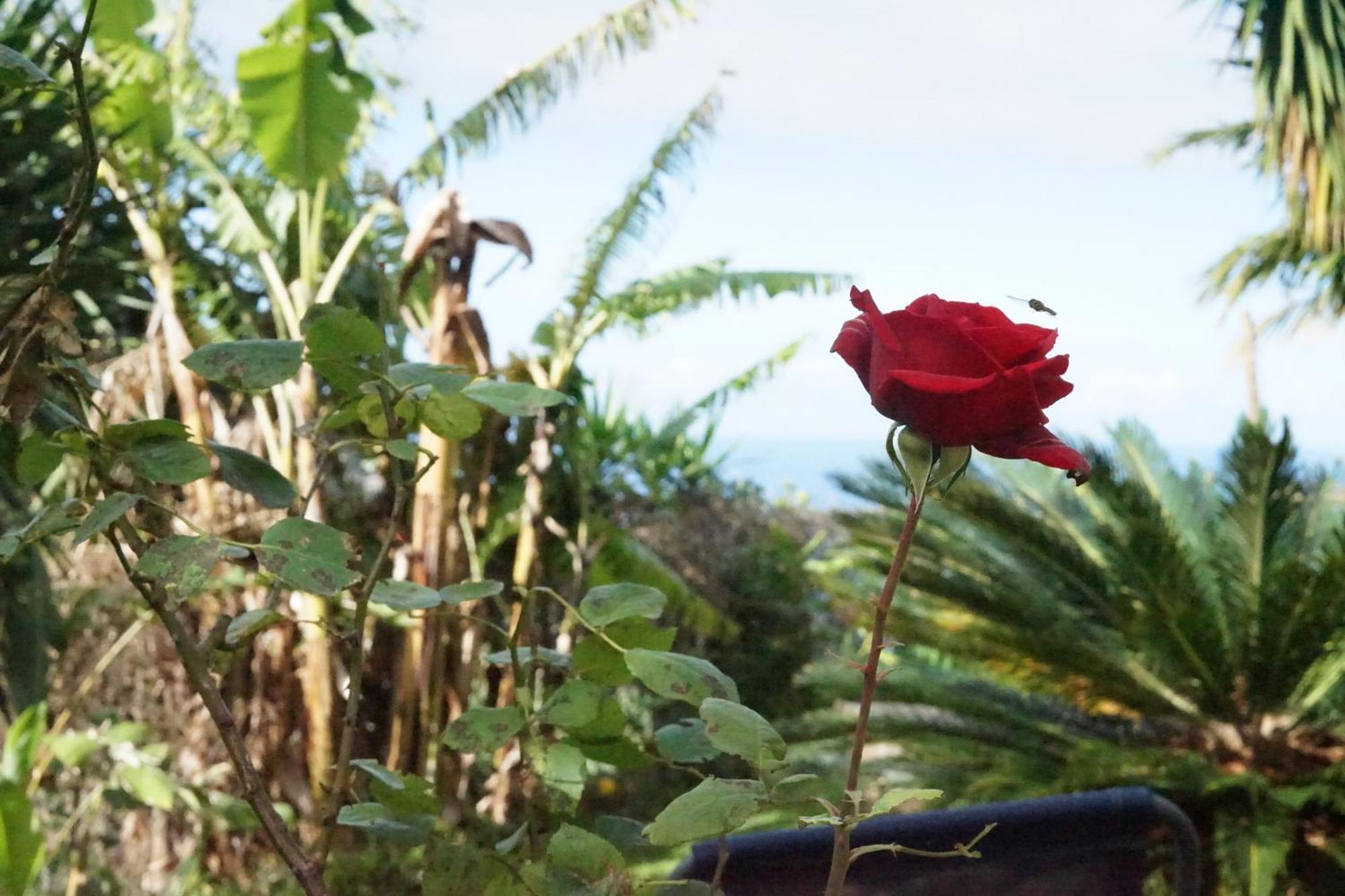Bed and Breakfast maderedocevida Boaventura Exterior foto